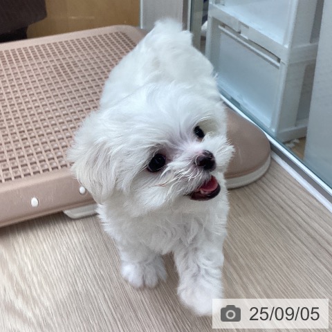 マルチーズの写真