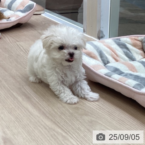 マルチーズの写真