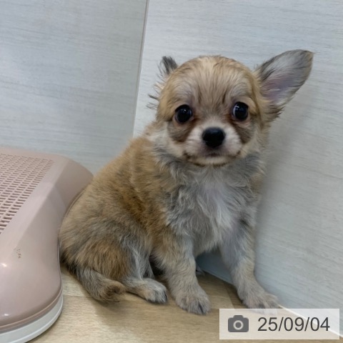 チワワの写真