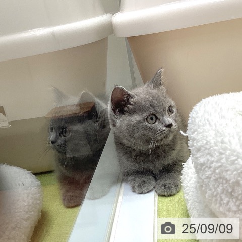 ブリティッシュショートヘアの写真