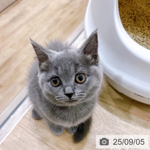 ブリティッシュショートヘアの写真