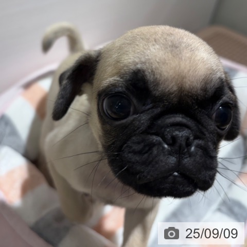 パグの写真