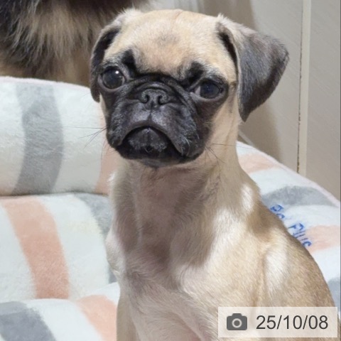 パグの写真
