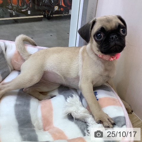 パグの写真
