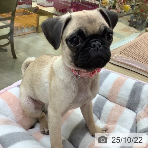 パグの写真