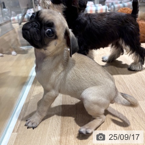 パグの写真