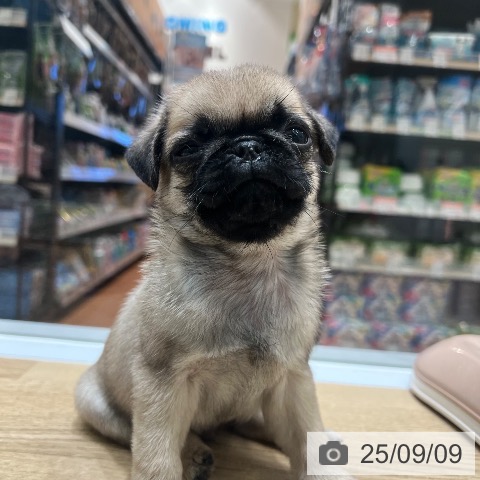 パグの写真