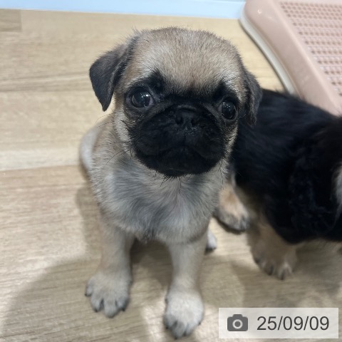 パグの写真