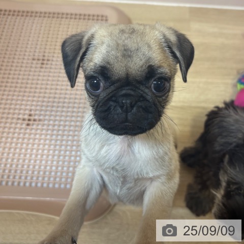 パグの写真