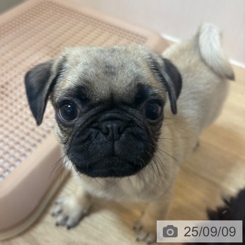 パグの写真