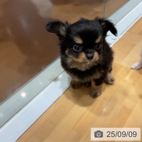 チワワの写真