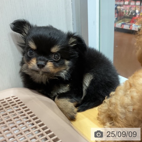 チワワの写真
