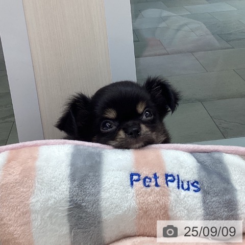 チワワの写真