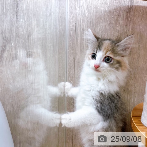 ノルウェージャンフォレストキャットの写真