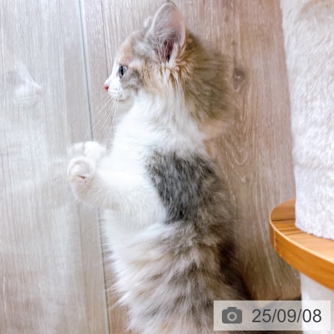 ノルウェージャンフォレストキャットの写真