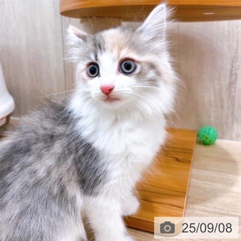 ノルウェージャンフォレストキャットの写真