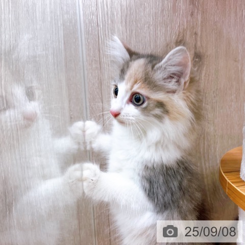 ノルウェージャンフォレストキャットの写真