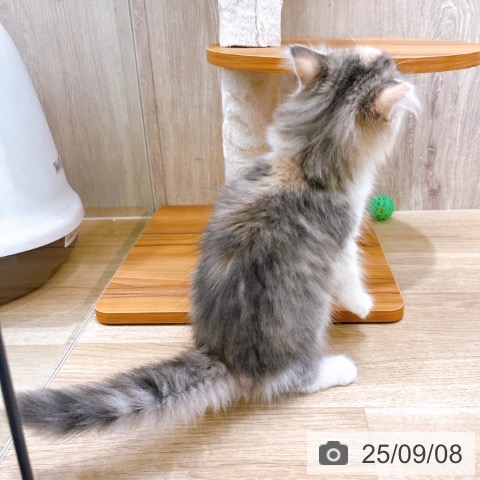 ノルウェージャンフォレストキャットの写真
