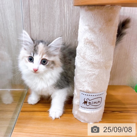 ノルウェージャンフォレストキャットの写真