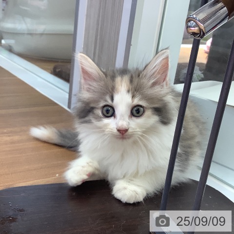 ノルウェージャンフォレストキャットの写真