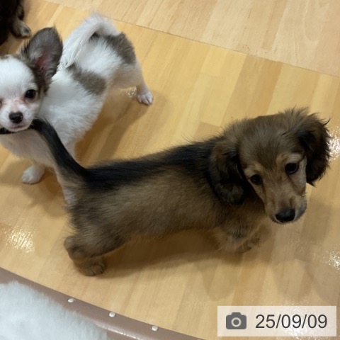 カニーンヘン・ダックスフンドの写真