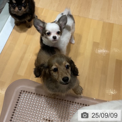 カニーンヘン・ダックスフンドの写真
