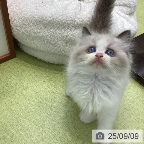 ラグドールの写真