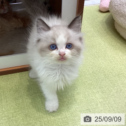 ラグドールの写真