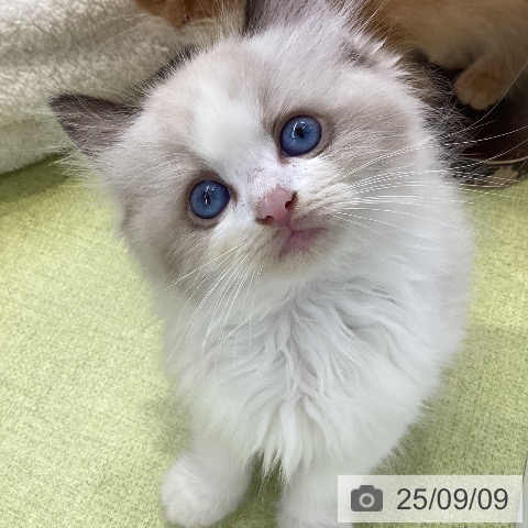 ラグドールの写真