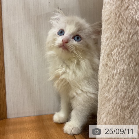 ラグドールの写真