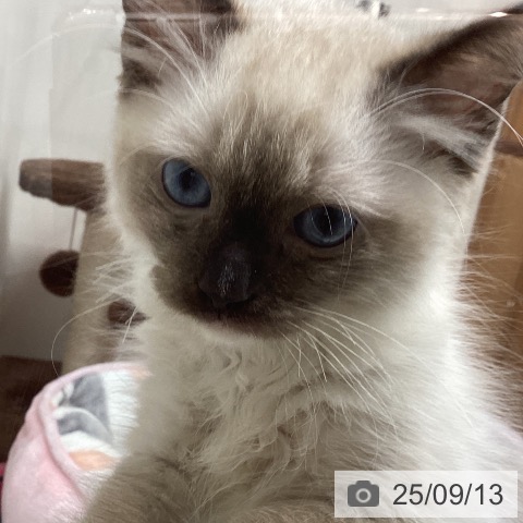 ラグドールの写真