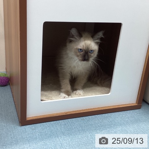 ラグドールの写真