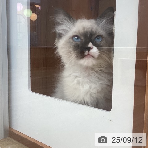 ラグドールの写真