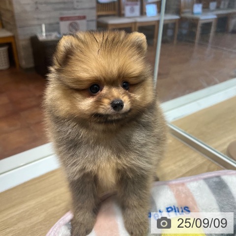 ポメラニアンの写真