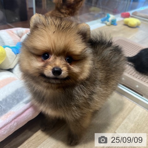 ポメラニアンの写真