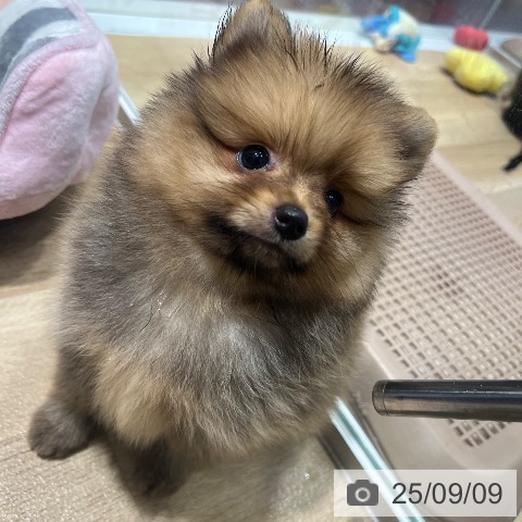 ポメラニアンの写真