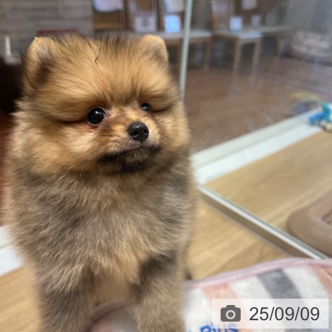 ポメラニアンの写真
