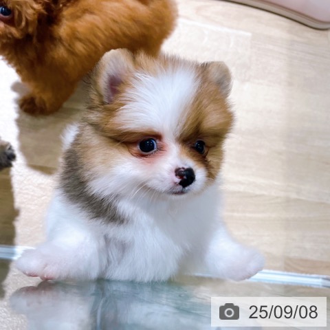 ポメラニアンの写真