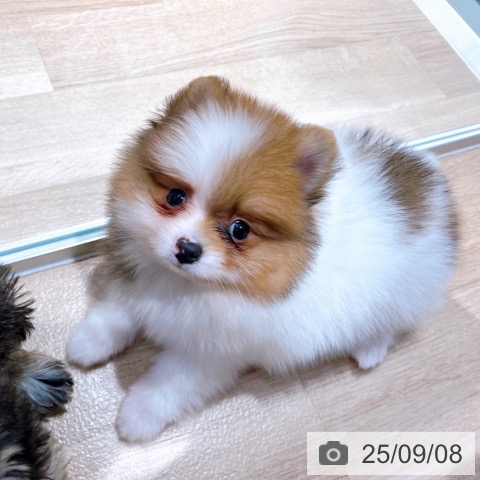ポメラニアンの写真