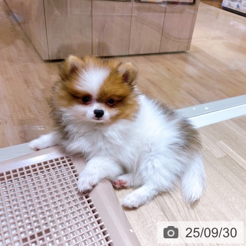 ポメラニアンの写真