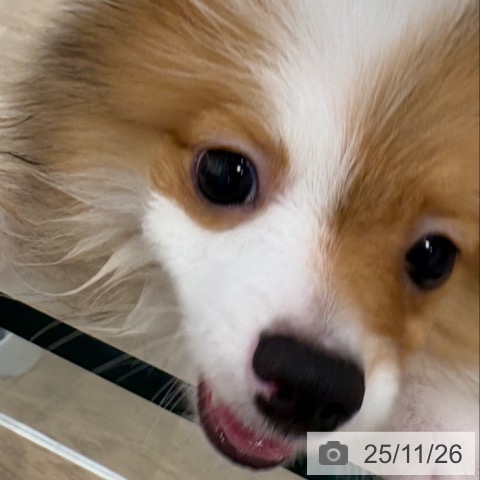 ポメラニアンの写真