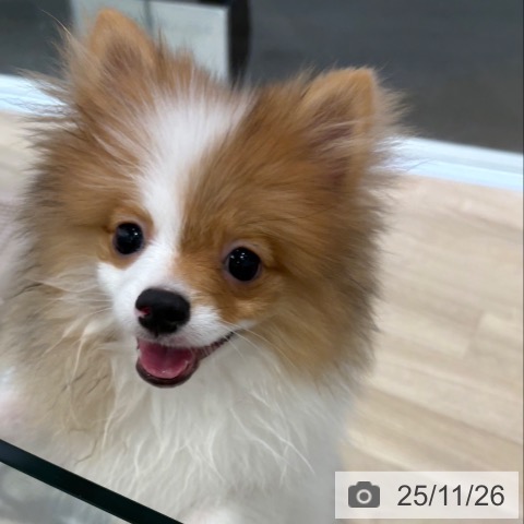 ポメラニアンの写真