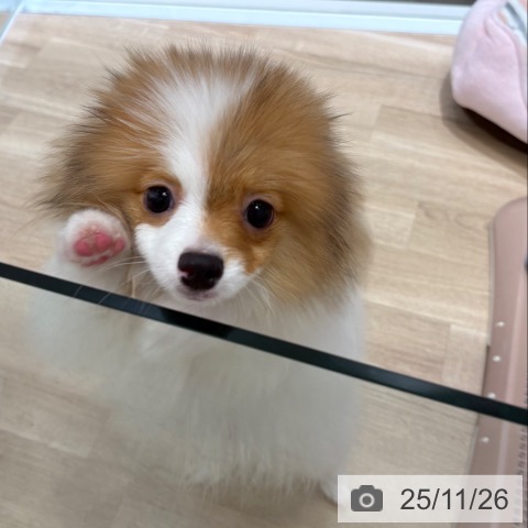 ポメラニアンの写真