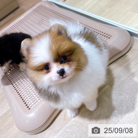 ポメラニアンの写真