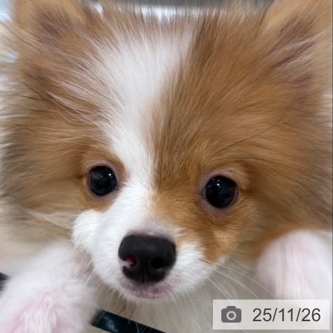 ポメラニアンの写真