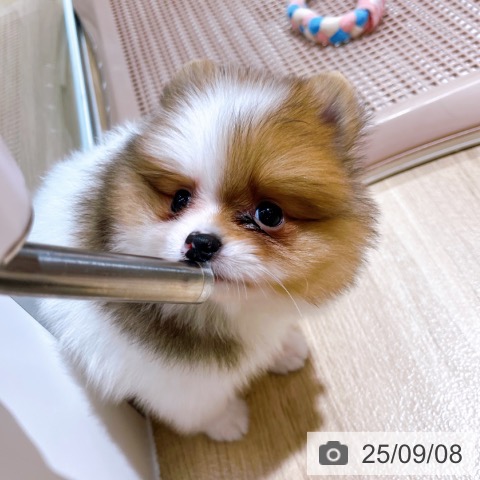 ポメラニアンの写真