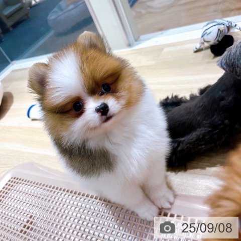 ポメラニアンの写真