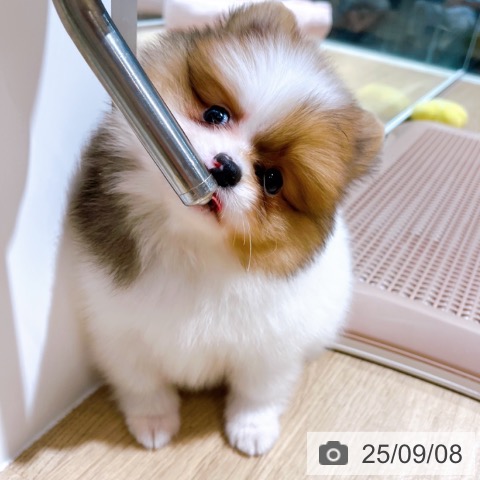 ポメラニアンの写真
