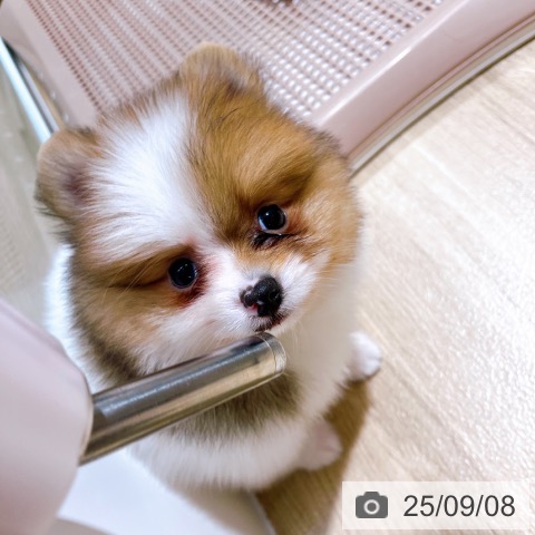 ポメラニアンの写真