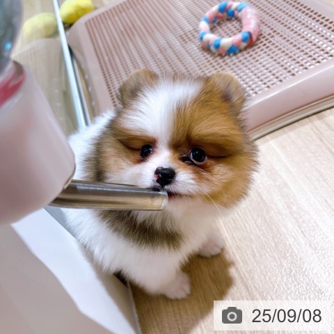 ポメラニアンの写真